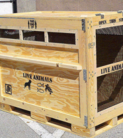 LIVE ANIMALS