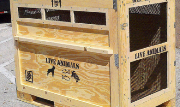 LIVE ANIMALS